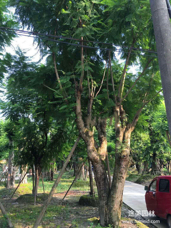 藍花楹圖片