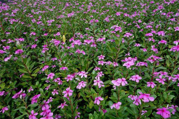 8月份播種10月份開花的草花有哪些？