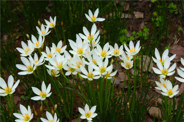 多年開(kāi)花的草本花卉有哪些？