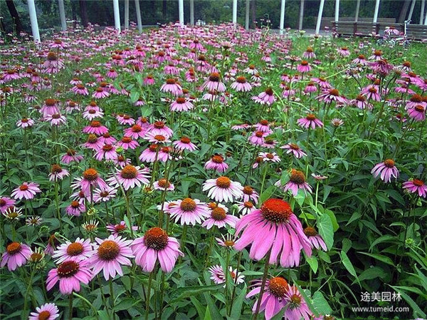 多年開(kāi)花的草本花卉有哪些？