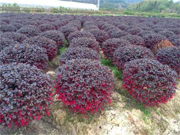 紅花繼木球基地實拍圖