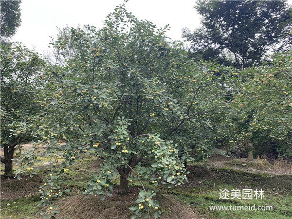 八棱海棠基地實(shí)拍圖片