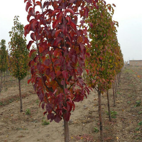 彩葉豆梨秋季紅葉實(shí)拍圖片