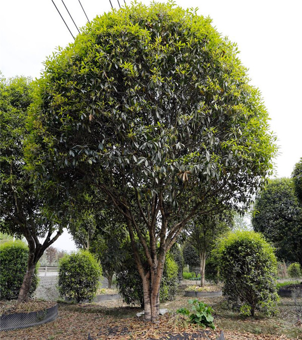 叢生桂花樹基地實(shí)拍圖