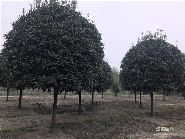 較有名的桂花樹基地，你一定不知道！