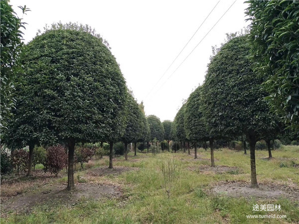 大型桂花樹基地實(shí)拍圖