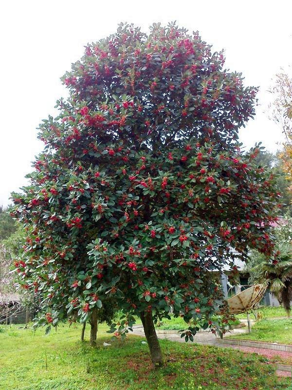 紅花荷基地實(shí)拍圖片