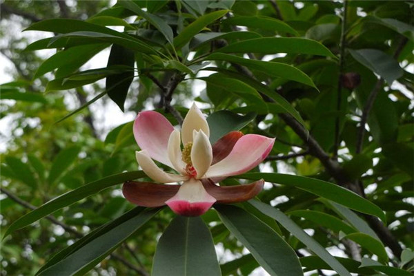 紅花木蓮基地實(shí)拍圖