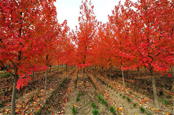 美國(guó)紅楓基地實(shí)拍圖片