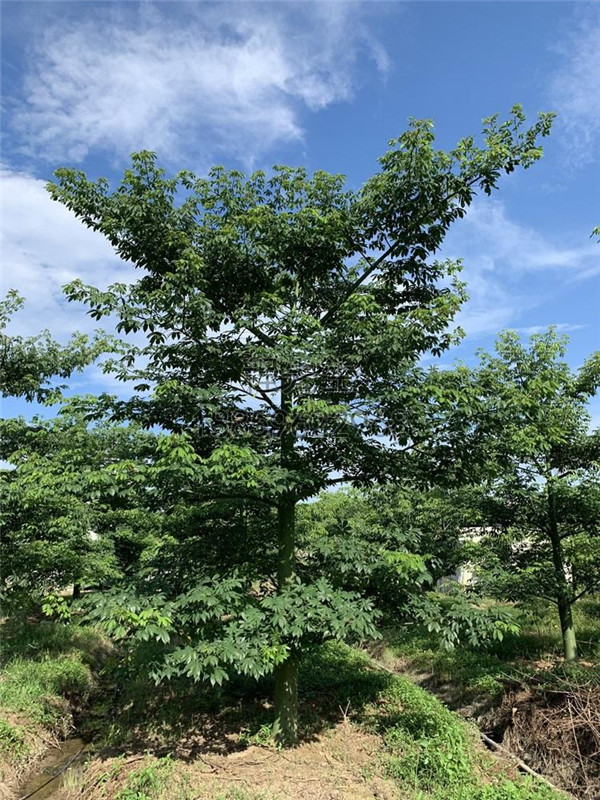 美麗異木棉基地實(shí)拍圖片