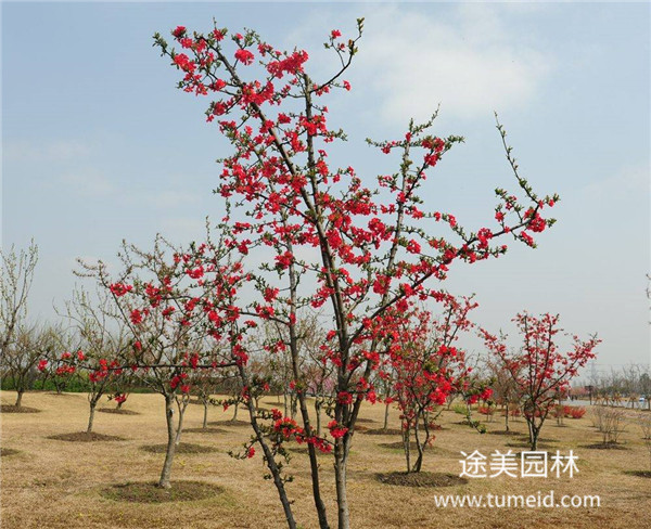 海棠花圖片