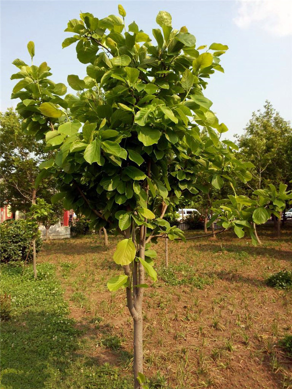 菩提樹(shù)