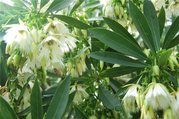 水石榕開(kāi)花圖片