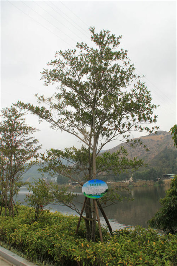 水石榕基地實(shí)拍圖片