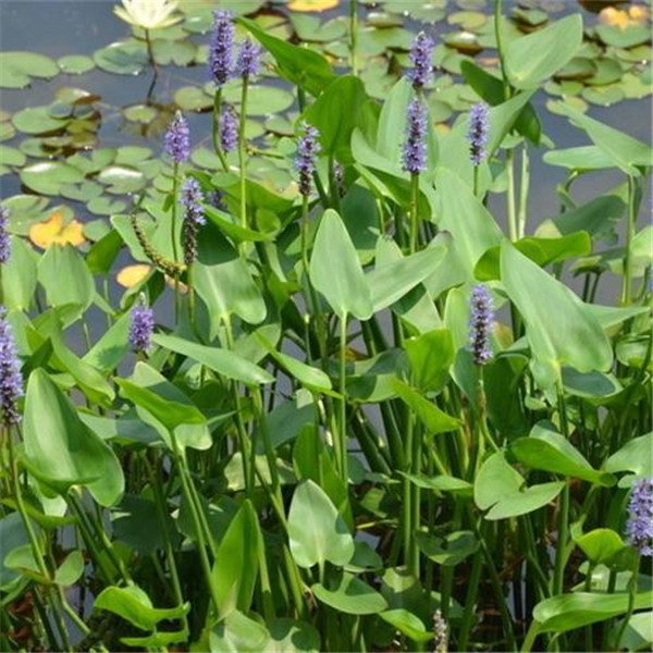 梭魚草水生植物實(shí)拍