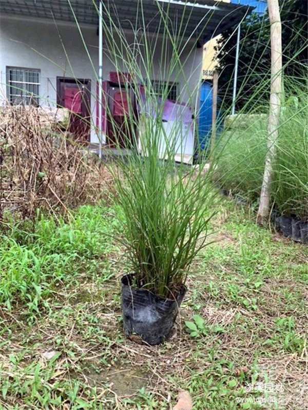 水生植物圖片