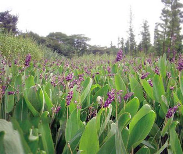 再力花水生植物基地實(shí)拍